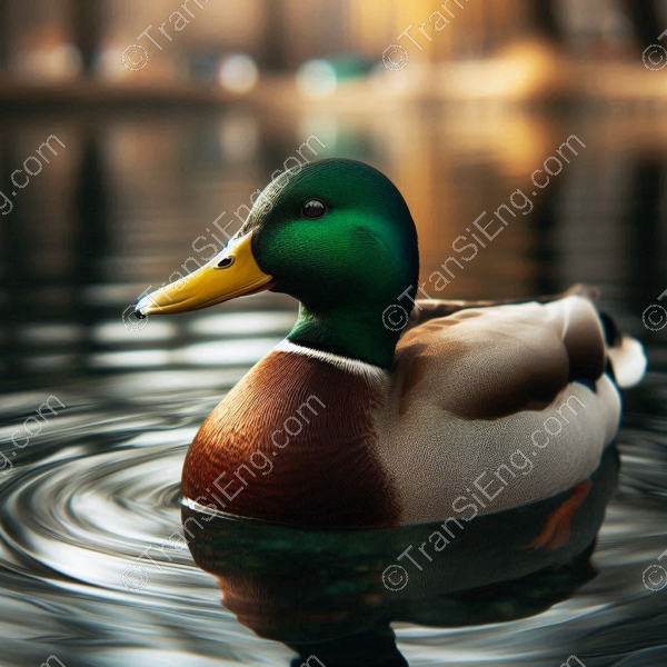 duck