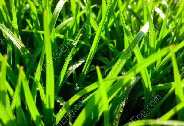 grass