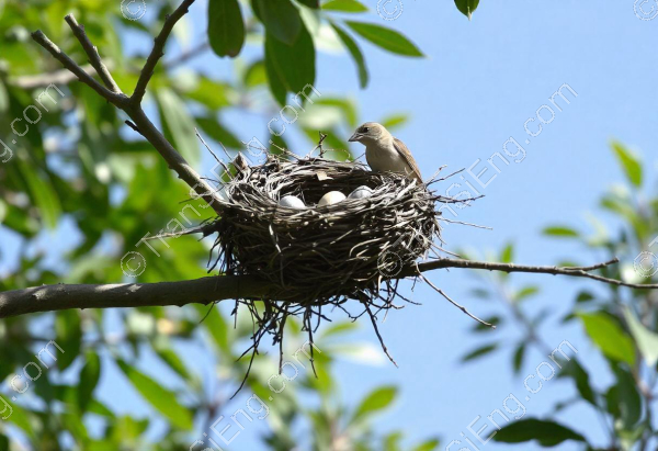 nest